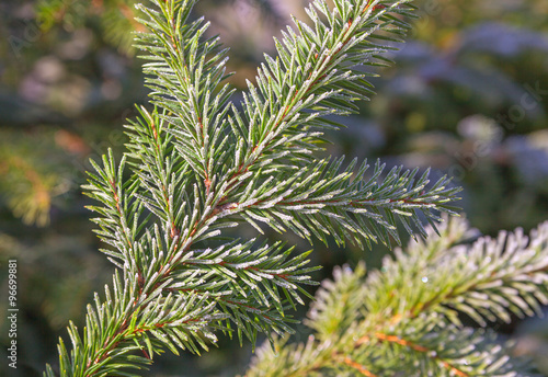 Fir branches covered with frost.