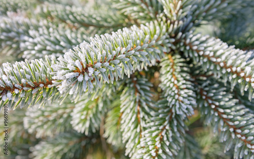 Fir branches covered with frost.