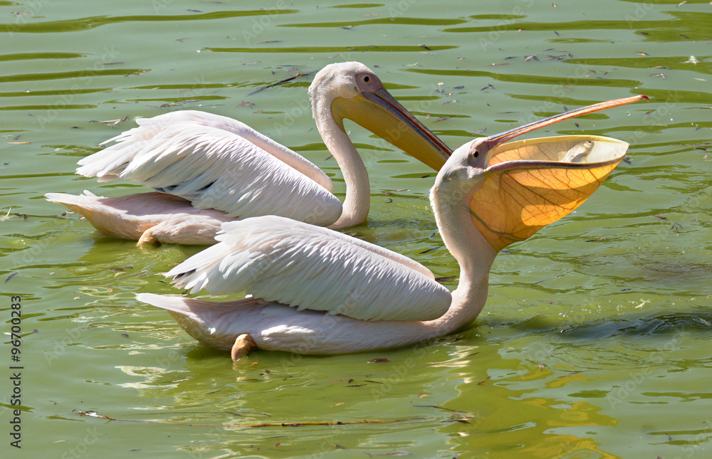 White; pelican; bird; lake; pond; water; animal; wild; wildlife; White; pelican; bird; lake; pond; water; animal; wild; wildlife;