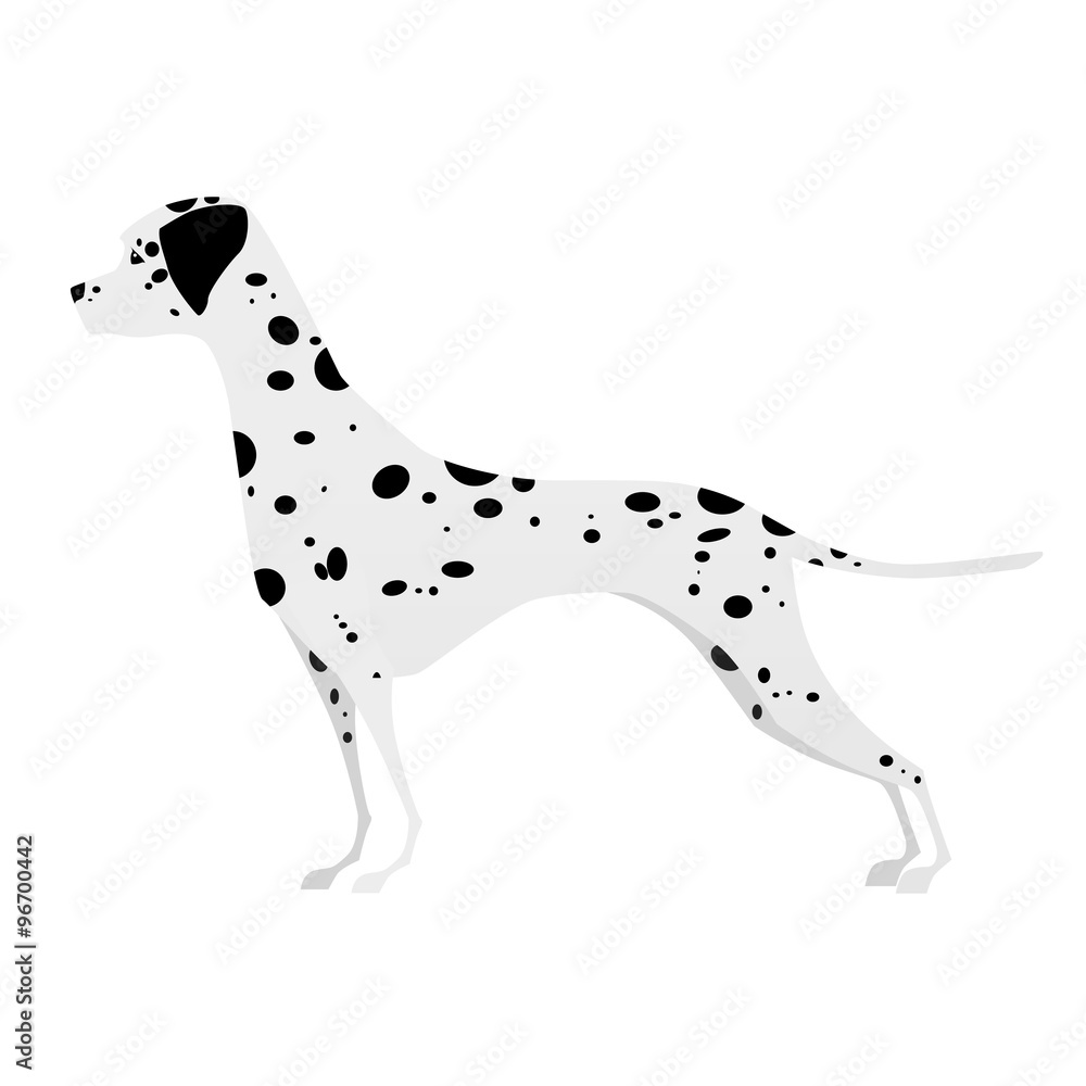 Young Dalmatian, standing in profile of white background