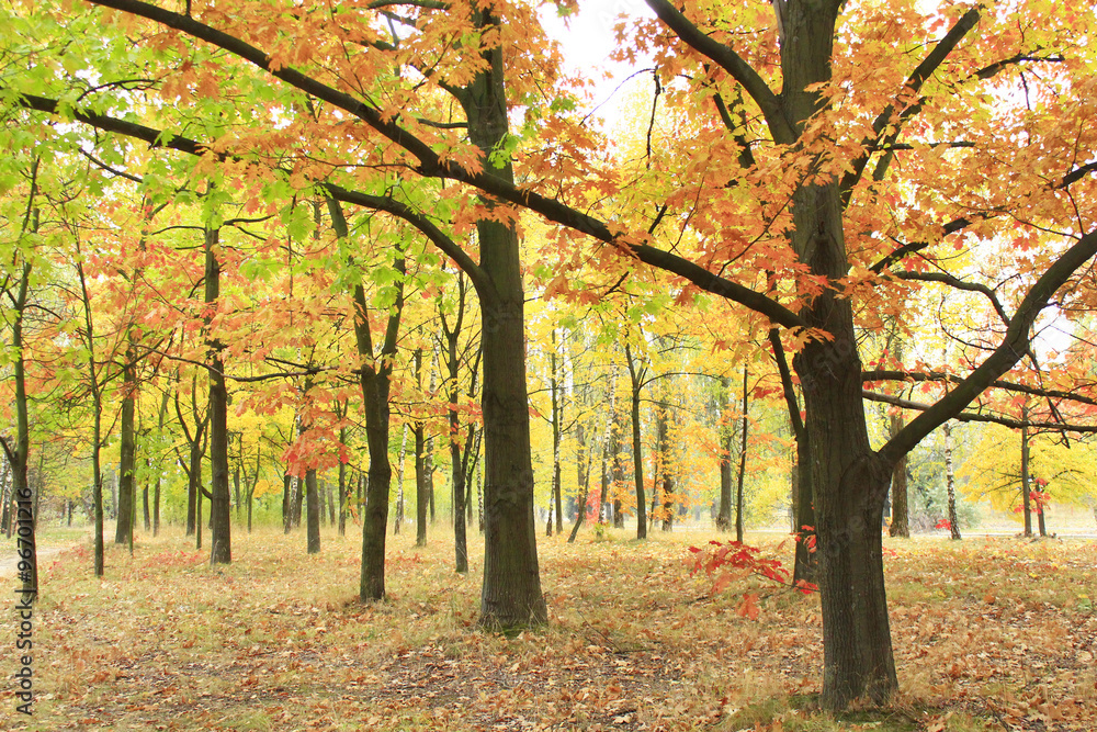 Naklejka premium autumn park with oaks and maples in yellow trees