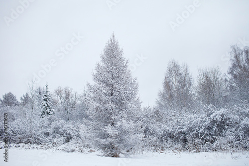 winter snowy forest