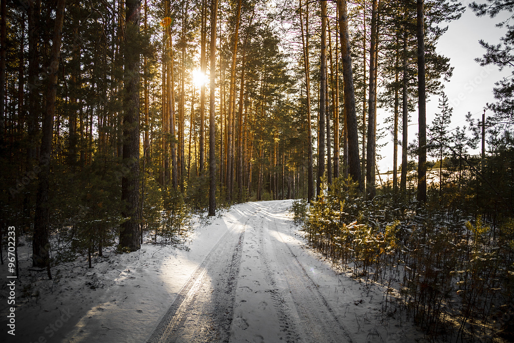 Sunset in the wood between the trees strains in winter. Sunset in the wood between the trees strains in winter.