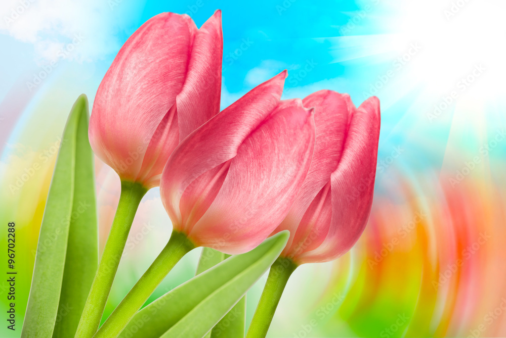 Tulip flowers close up StockFoto Adobe Stock