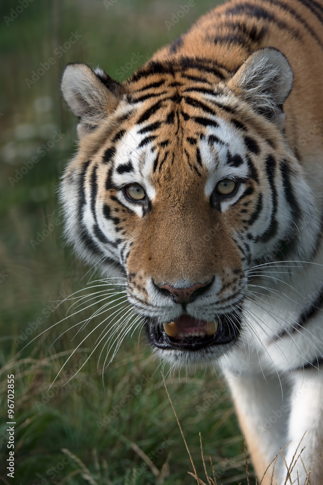 Siberian Tiger (Panthera Tigris Altaica)/Siberian Tiger against a background of dark grass