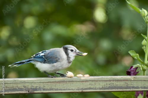 Blue Jay © Adwo