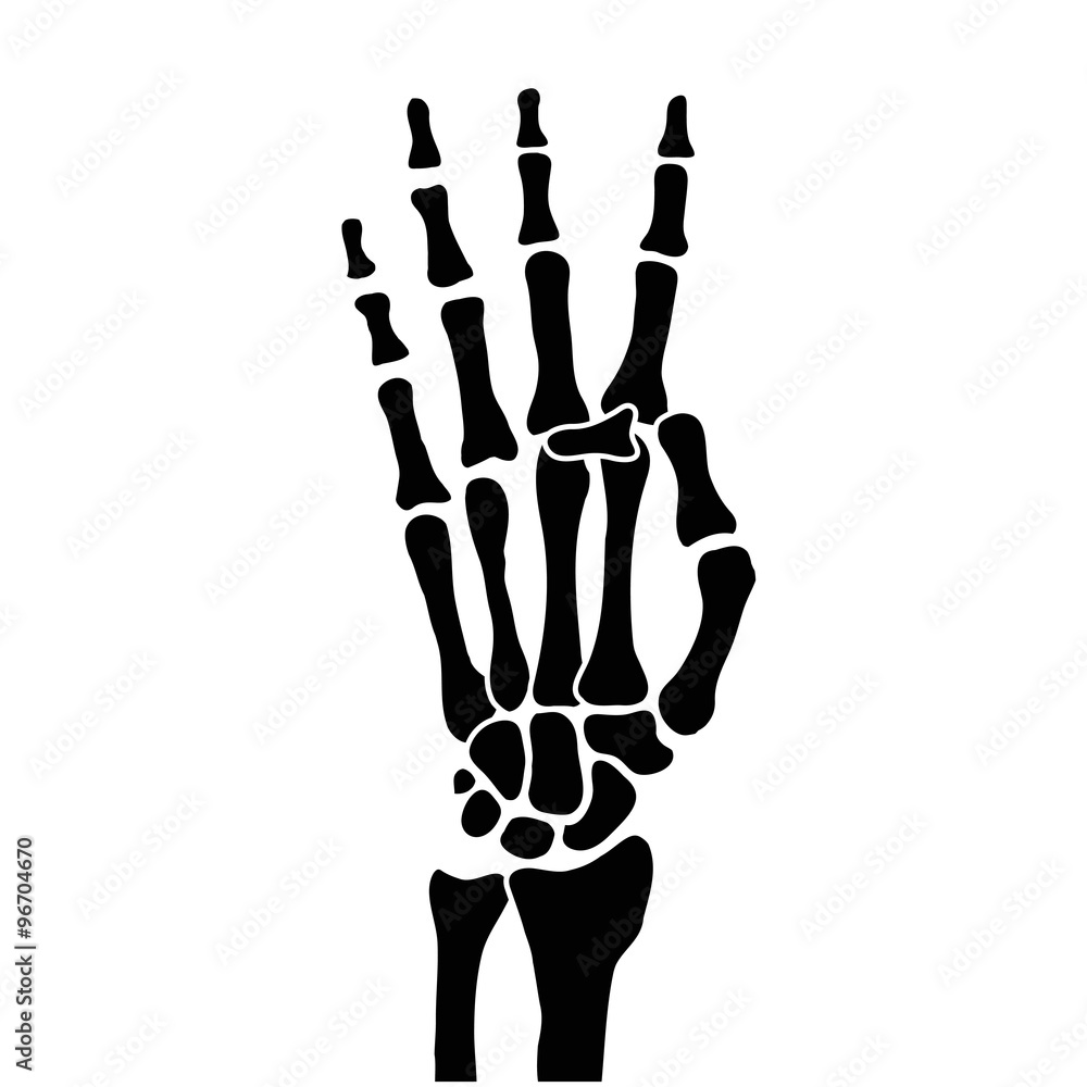 Fototapeta premium hand bones