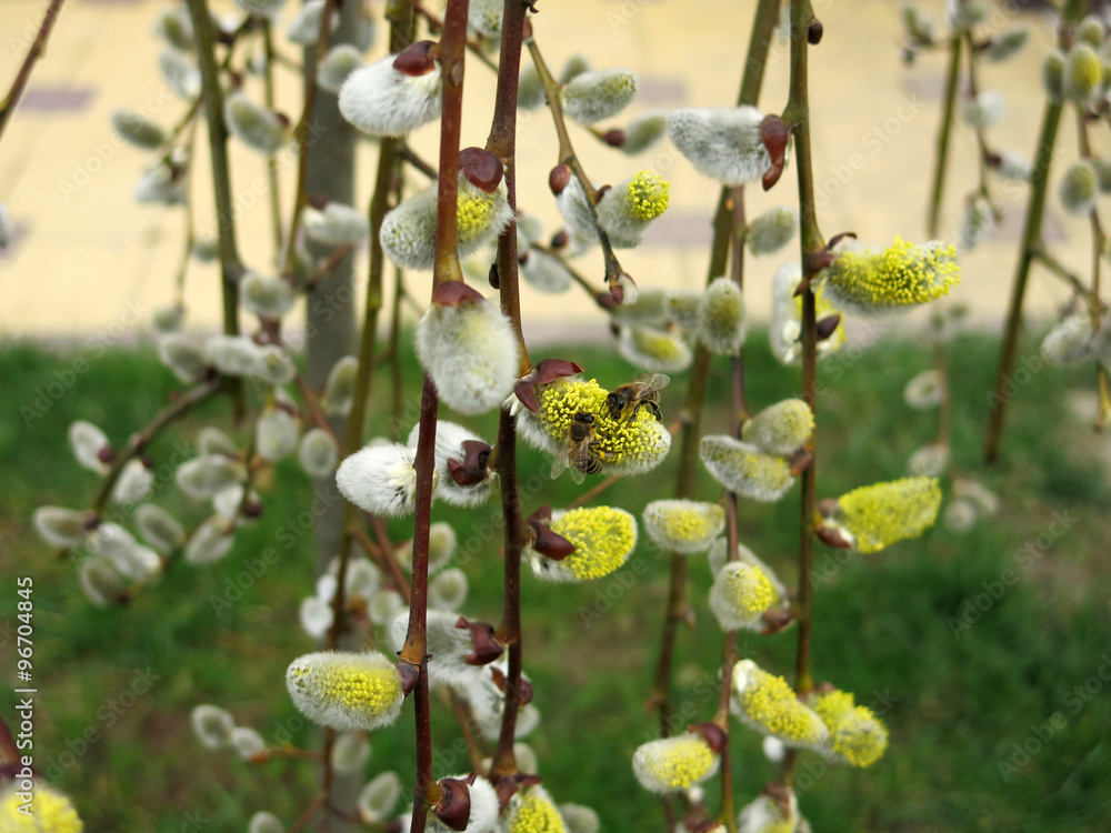 Honey bees on a tree branch Honey bees on a tree branch