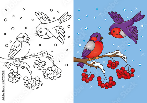 Coloring Book Of Bullfinches Sitting On Branch