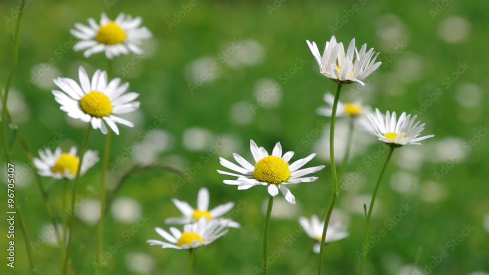 Daisies in the Wind Daisies in the Wind