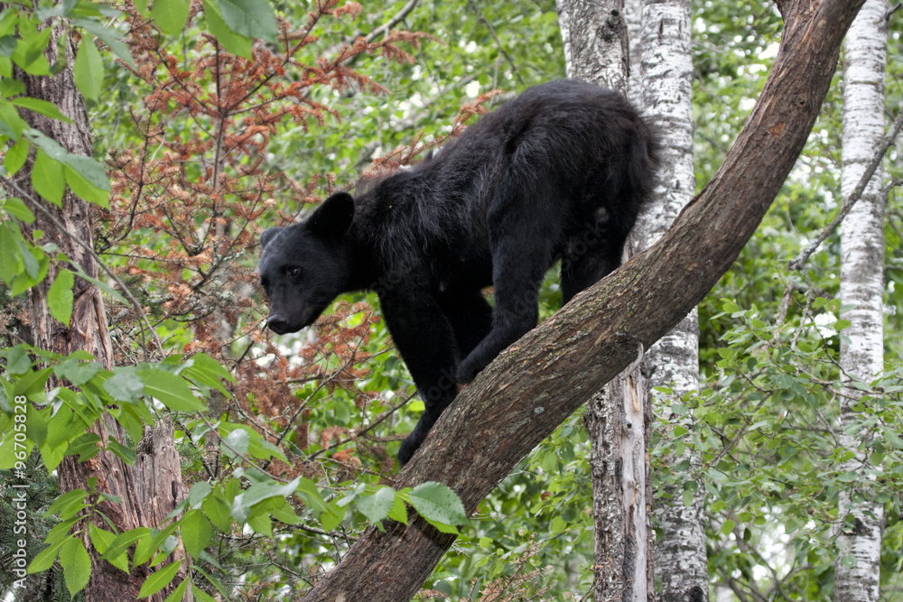 Bear on a Branch