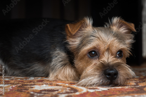 A very sad dog looks like he is thinking of his girl, which is very far away