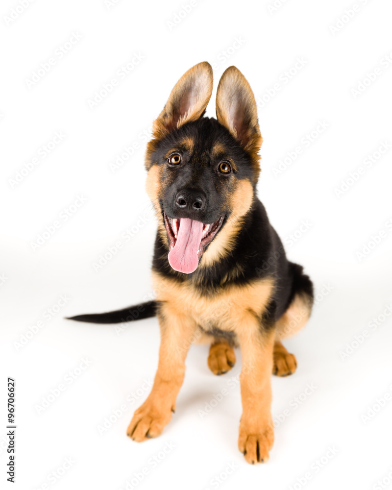 cute puppy german shepherd dog sitting on white background with tongue sticking out