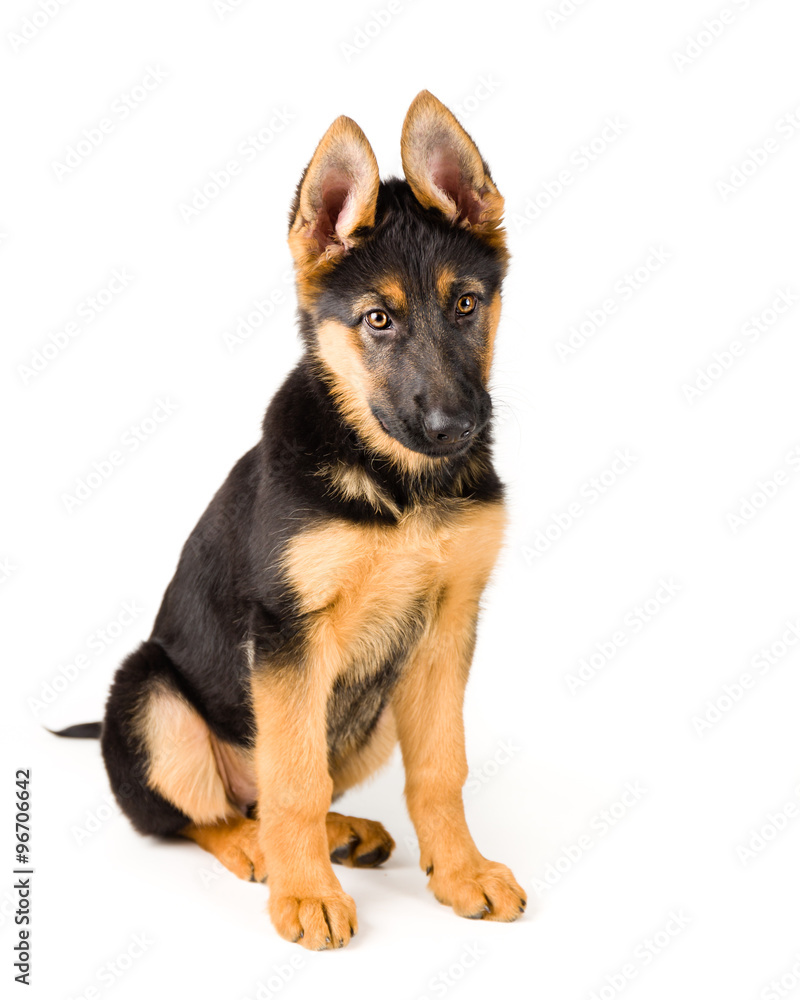 Cute puppy german shepherd dog sitting on white background