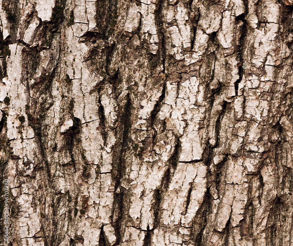 Obraz premium tree bark texture
