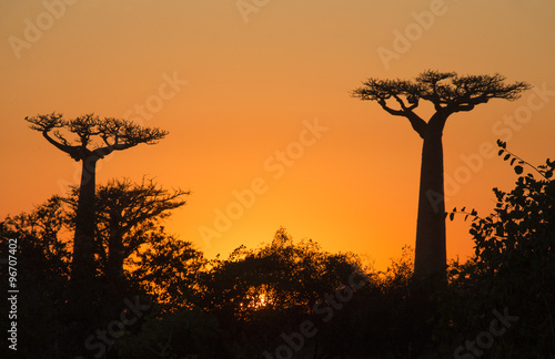 Wallpaper Mural Avenue of baobabs at sunset. General view. Madagascar. An excellent illustration. Torontodigital.ca