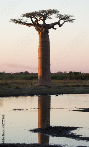 Fotografia Baobab at dawn.  Madagascar. An excellent illustration.