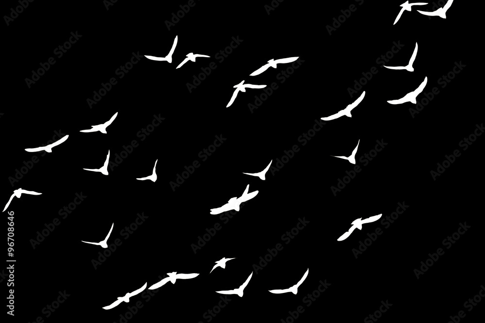 silhouette of a flock of birds on a black background silhouette of a flock of birds on a black background