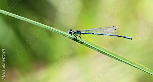 Blue Dragonfly resting on a plant.