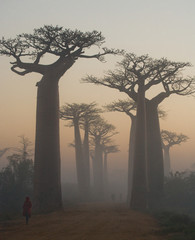 Leinwandbilder Baobab Baobab Allee im Morgennebel Madagaskar  © gudkovandrey