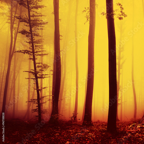 Magic fire red saturated autumn season foggy forest background. Over saturated yellow red forest trees background.