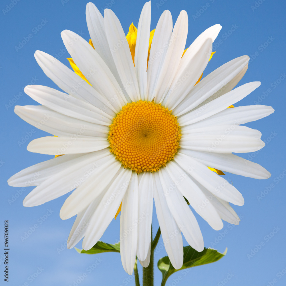 beautiful flower daisy beautiful flower daisy