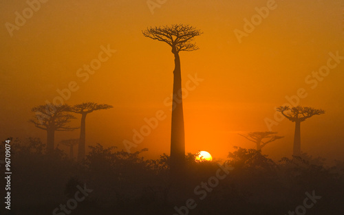 Avenue of baobabs at dawn in the mist Fototapeta