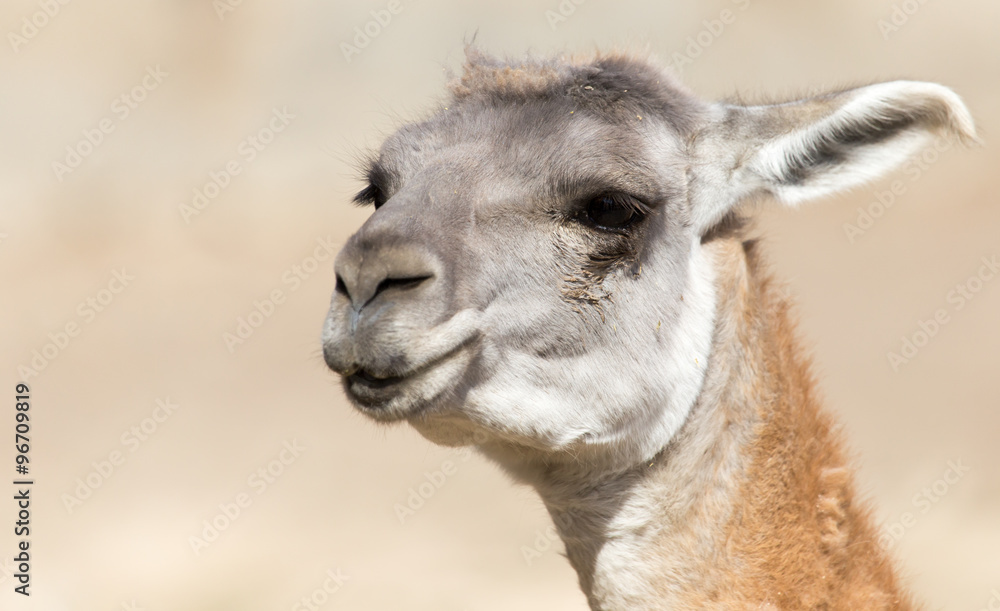 Obraz premium Portrait of a Lama in nature