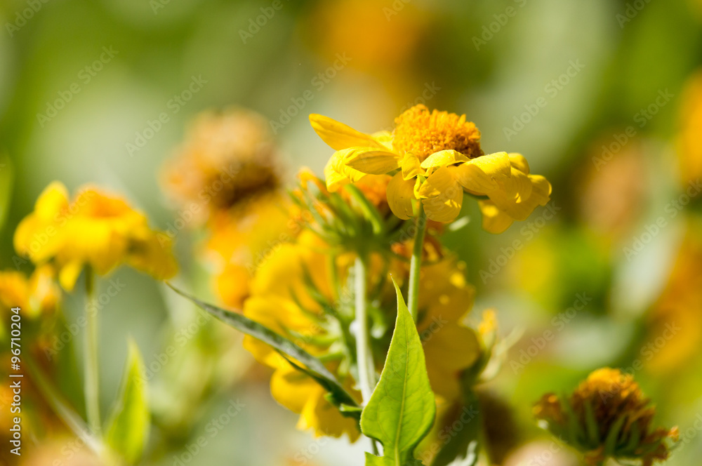 yellow flowers in nature yellow flowers in nature