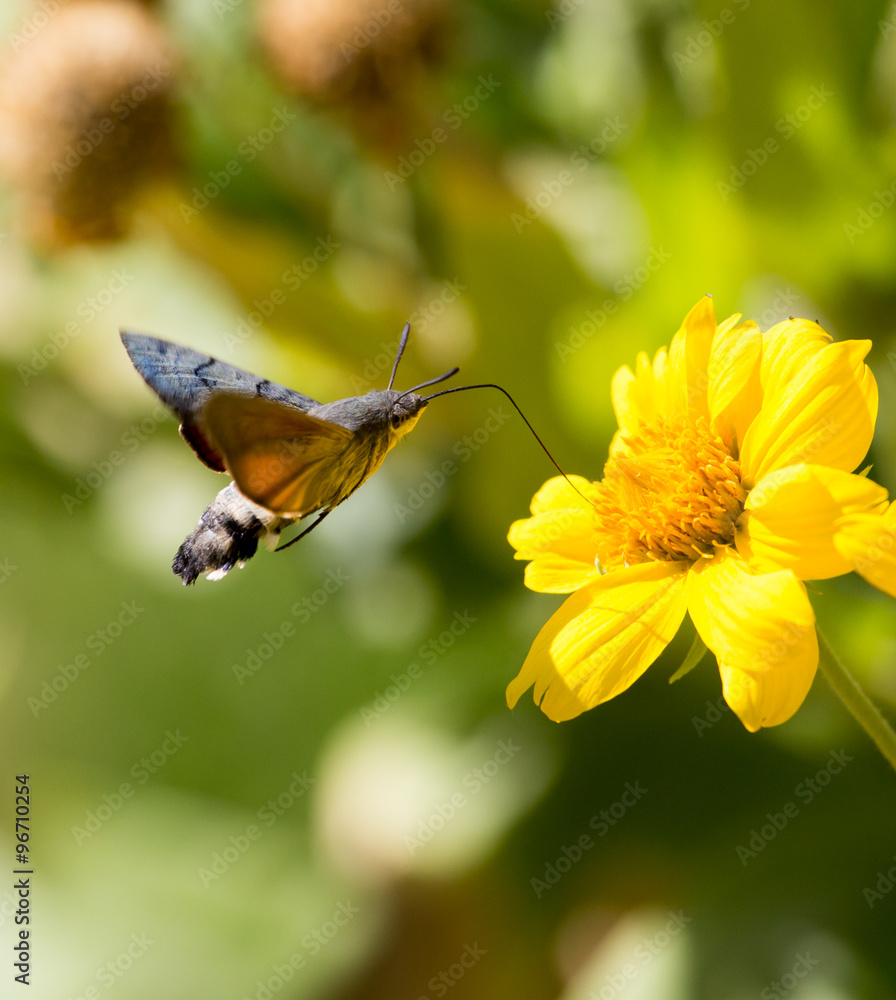 Fototapeta premium Sphingidae, known as bee Hawk-moth, enjoying the nectar of a yellow flower. Hummingbird moth. Calibri moth.