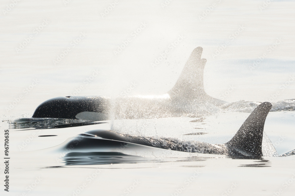 Naklejka premium Wild Killer Whale Family