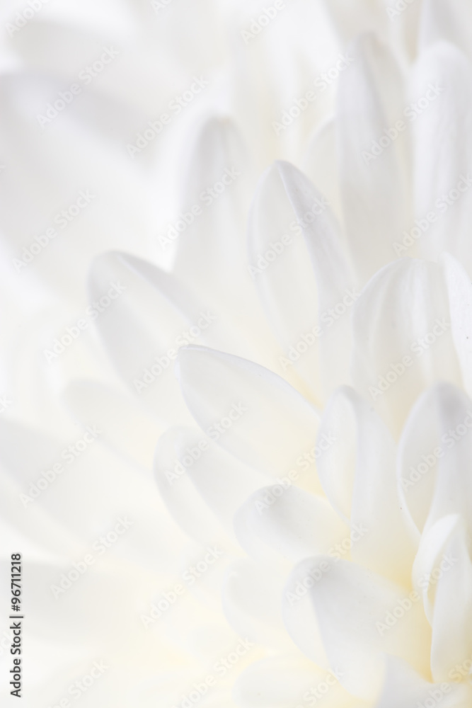 Fototapeta premium white flower peony as the background