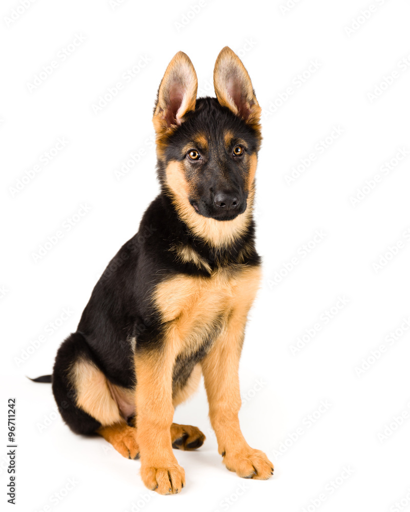 cute puppy german shepherd dog sitting on white background 