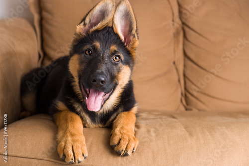 cute puppy dog german shepherd in sofa