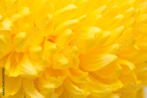 yellow chrysanthemum flower as a background. close