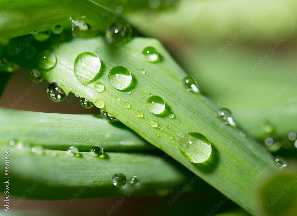 drops of dew on the green grass. close drops of dew on the green grass. close