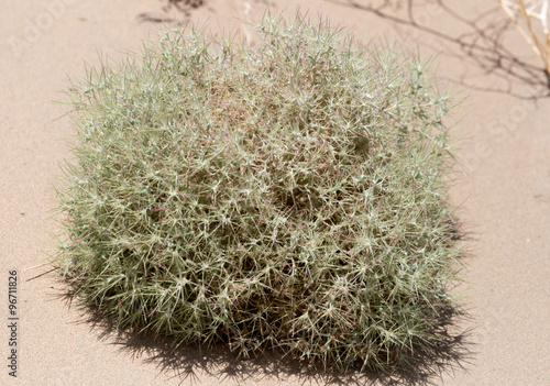 plants in the sand in the desert