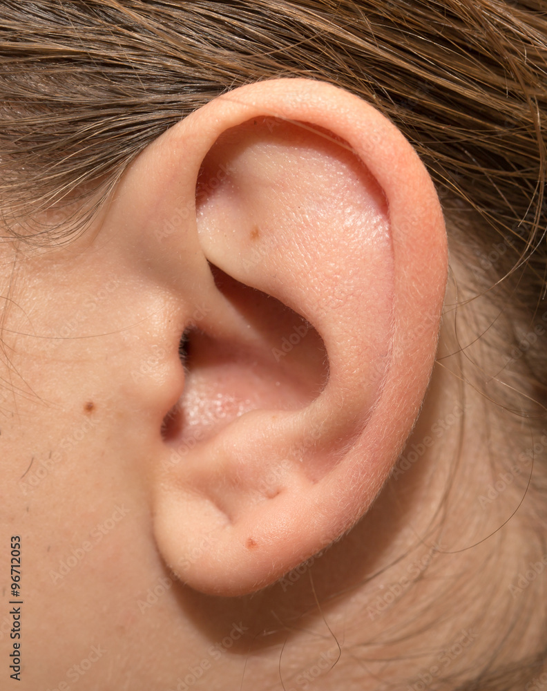 the human ear the human ear