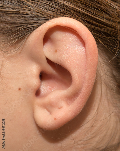 the human ear