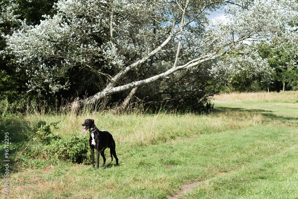 Greyhound dog in front of beautiful tree in a park on a sunny summer day. Outdoor dog training in recreation area apart from city traffic, perfect for nature and lifestyle blogs and magazines Greyhound dog in front of beautiful tree in a park on a sunny summer day. Outdoor dog training in recreation area apart from city traffic, perfect for nature and lifestyle blogs and magazines