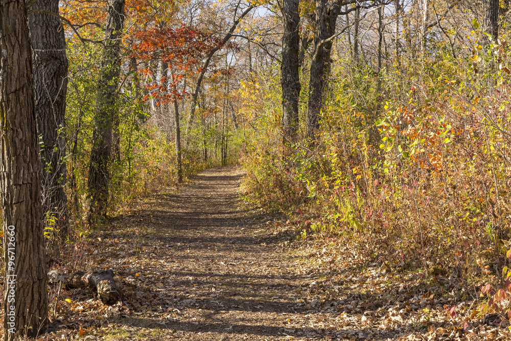 Fototapeta premium Fall Trail In The Woods
