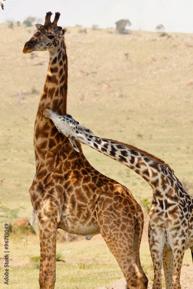 Obraz premium Giraffenpaar