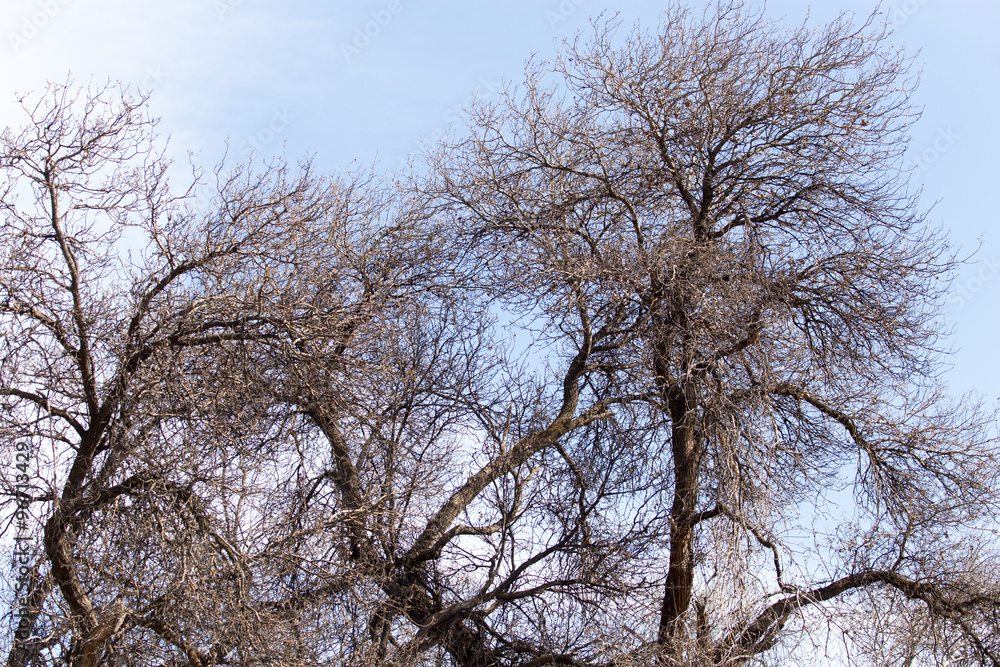 leafless tree branches against the blue sky leafless tree branches against the blue sky
