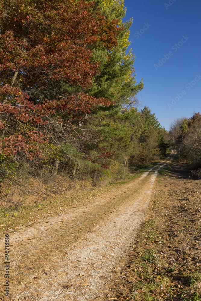 Old Road In The Woods