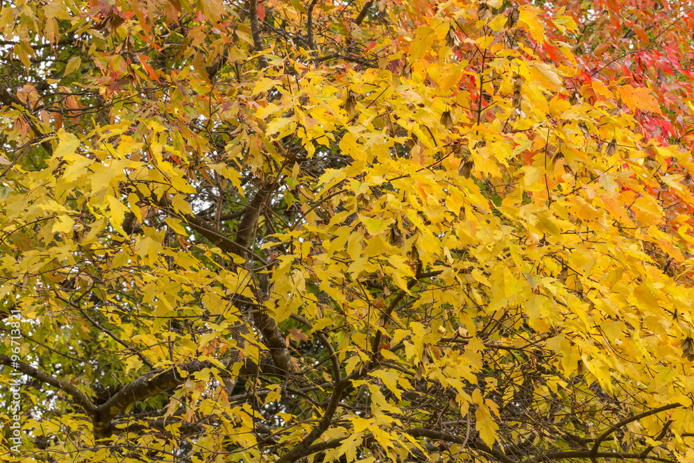 Autumn Tree Leaves Autumn Tree Leaves