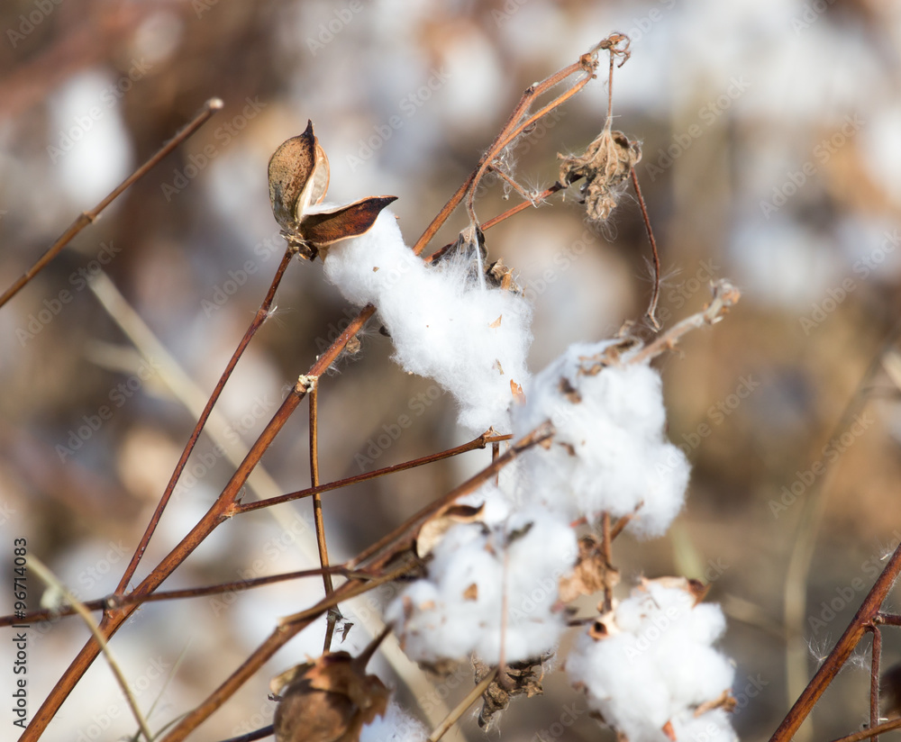 Big cotton buds bloom on a blurred background Big cotton buds bloom on a blurred background