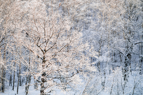 snow covered oak tree illuminated by sun in forest © vvoe