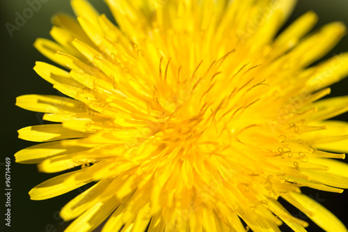 dandelion in nature. macro