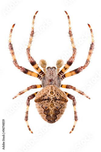 Orb-weaving spider Araneus angulatus isolated on white background, dorsal view, male.