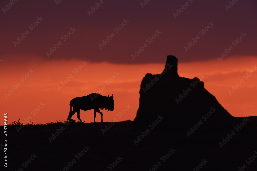 Termite mound with Lone Wildebeest